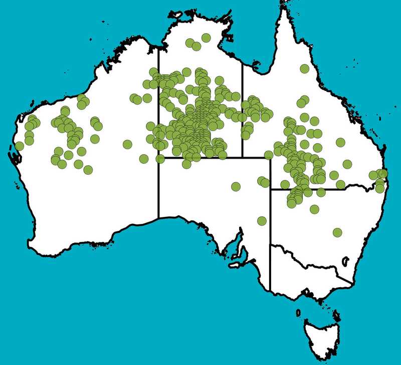 Distribution Map | Sida platycalyx | Queensland Native Seeds