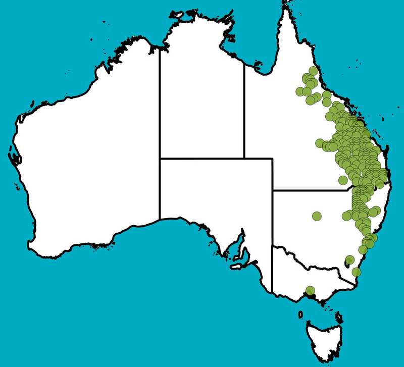 Distribution Map | Senna coronilloides | Queensland Native Seeds