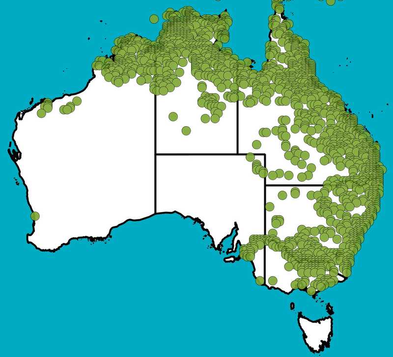 Distribution Map | Ludwigia actovalis | Queensland Native Seeds
