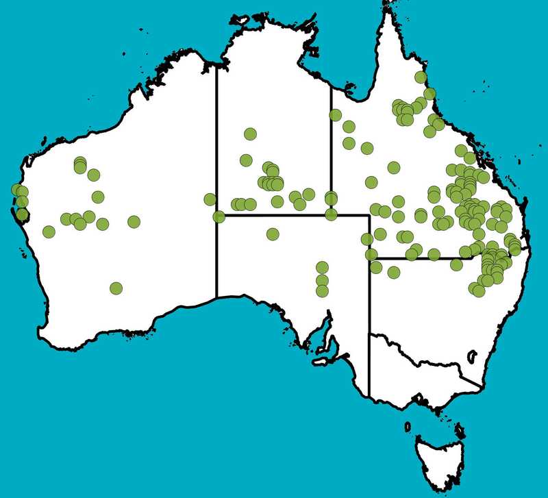 Distribution Map | Indigofera brevidens | Queensland Native Seeds