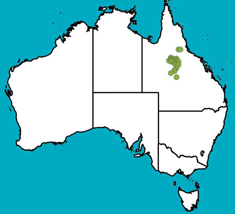 Distribution Map | Acacia crombiei | Queensland Native Seeds