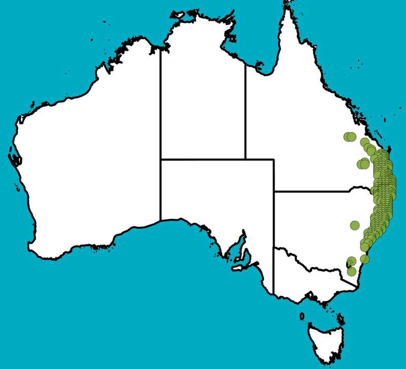 Distribution Map | Eucalyptus propinqua | Queensland Native Seeds