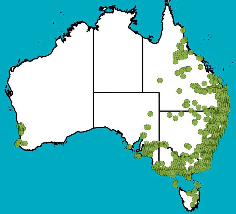 Distribution Map | Schoenoplectus validus | Queensland Native Seeds
