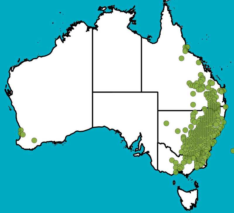 Distribution Map | Callitris endlicheri | Queensland Native Seeds