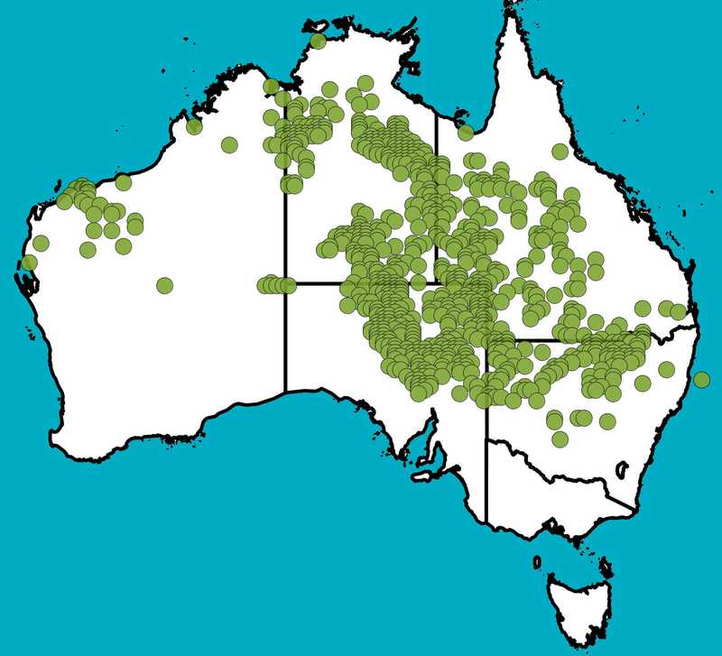 Distribution Map | Astrebla pectinata | Queensland Native Seeds