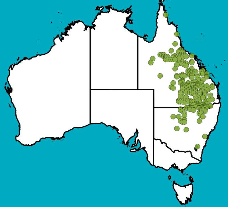 Distribution Map | Acacia excelsa subsp. excelsa | Queensland Native Seeds
