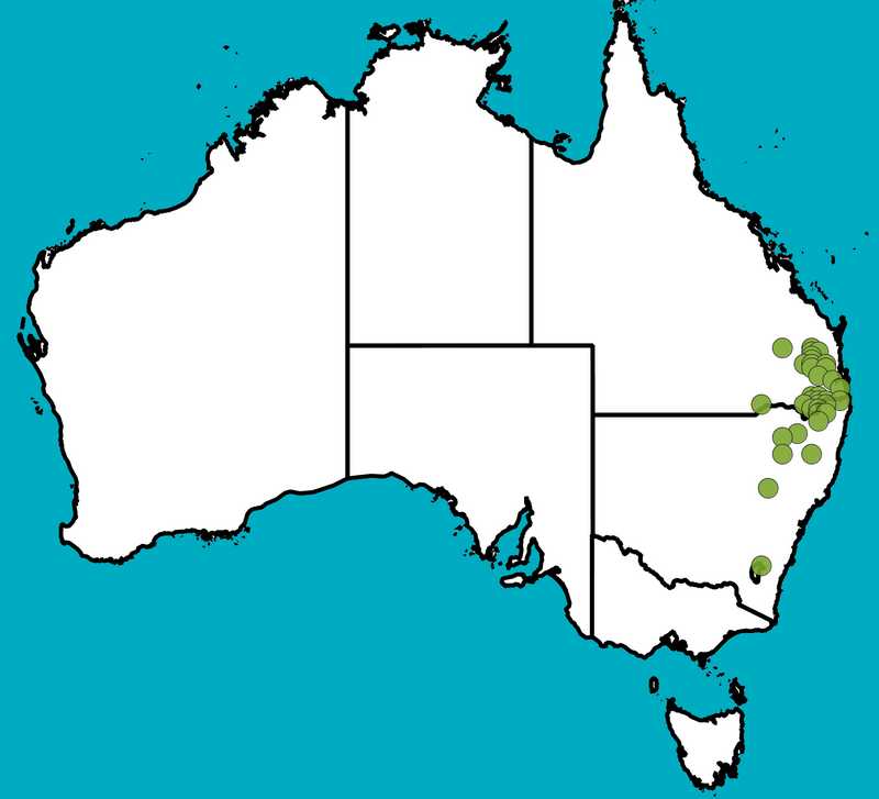 Distribution Map | Acacia leucoclada subsp. argentifolia | Queensland Native Seeds