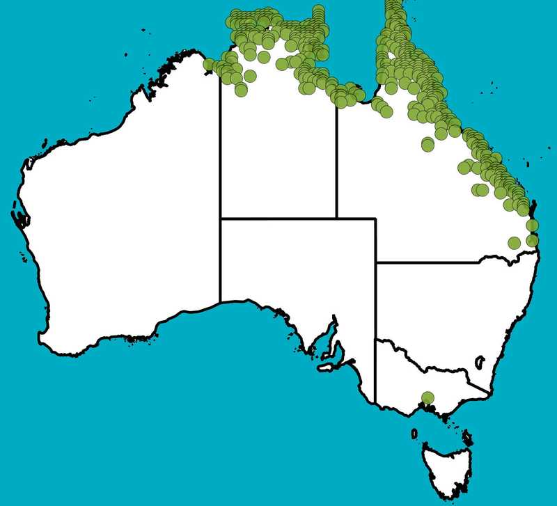 Distribution Map | Acacia leptocarpa | Queensland Native Seeds