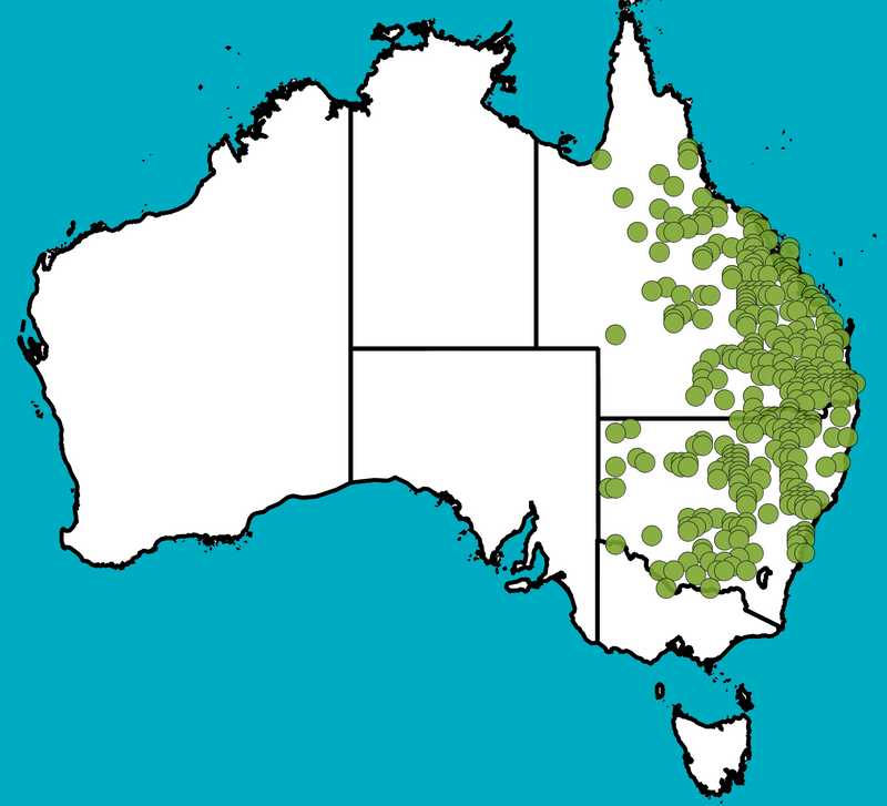 Distribution Map | Chloris divaricata var. divaricata | Queensland Native Seeds