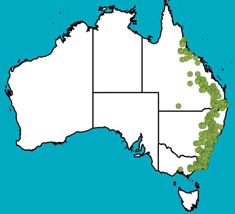 Distribution Map | Senna aciphylla  | Queensland Native Seeds