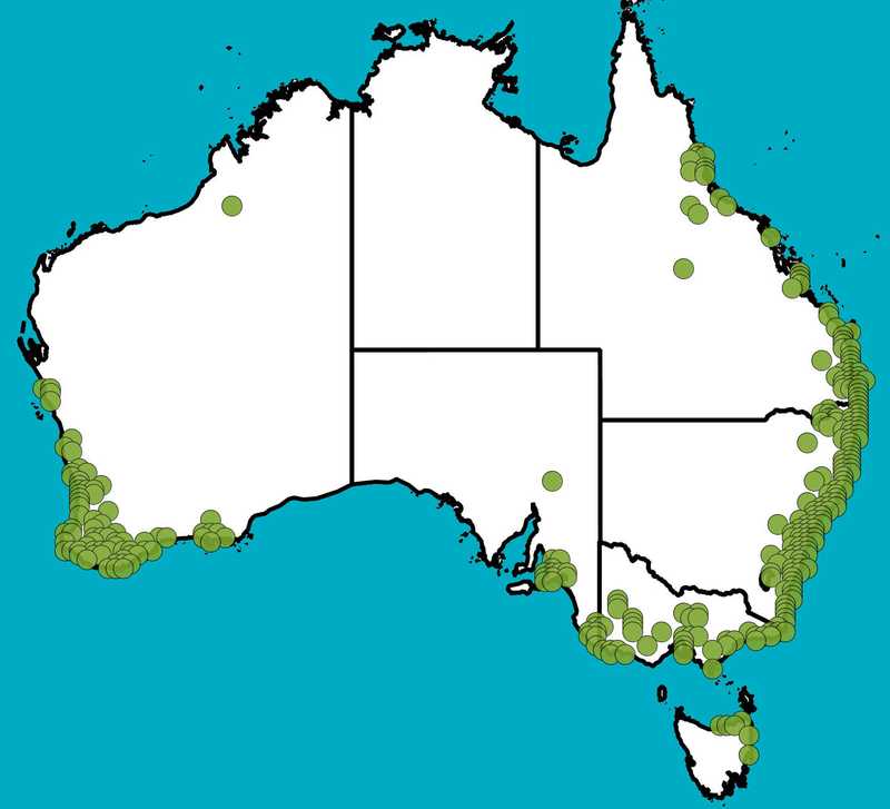 Distribution Map | Baumea articulata | Queensland Native Seeds