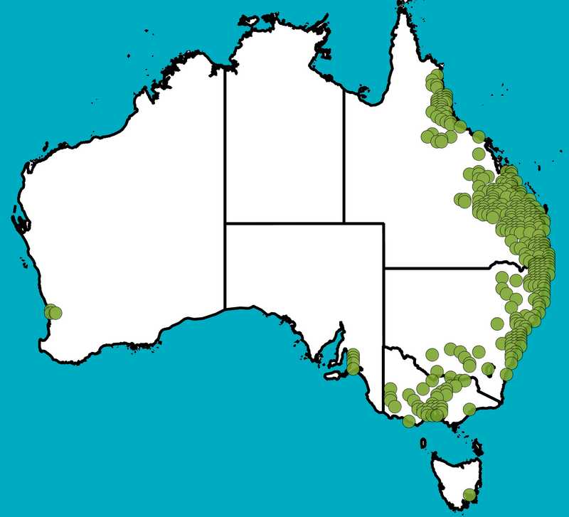 Distribution Map | Corymbia citriodora subsp. citriodora | Queensland Native Seeds