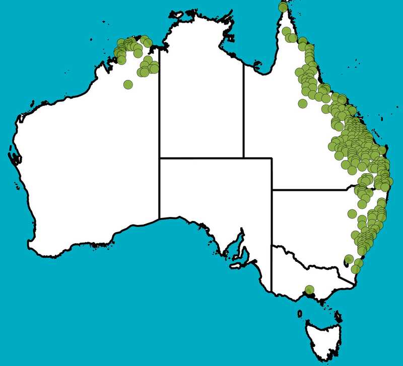 Distribution Map | Pittosporum spinescens | Queensland Native Seeds