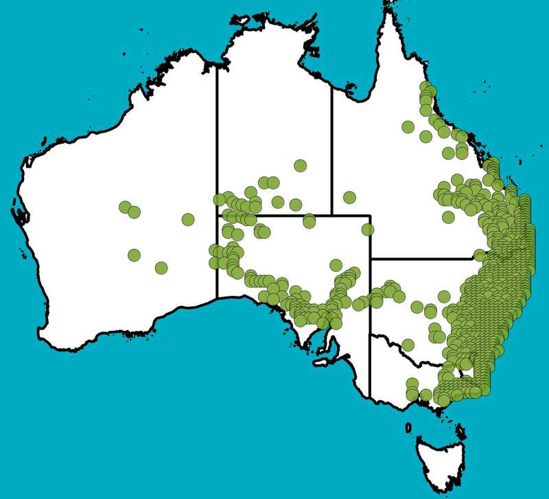 Distribution Map | Pomax umbellata | Queensland Native Seeds