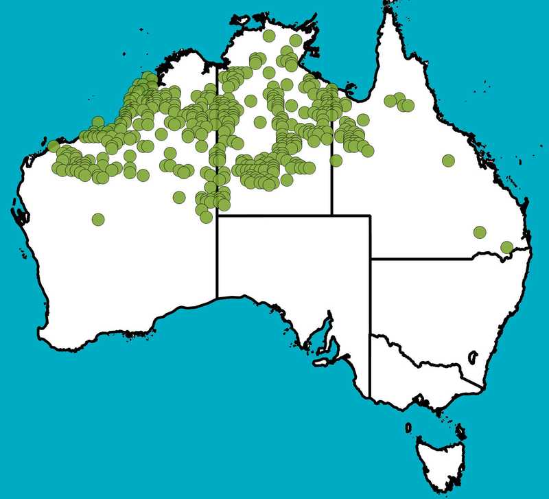 Distribution Map | Acacia monticola | Queensland Native Seeds