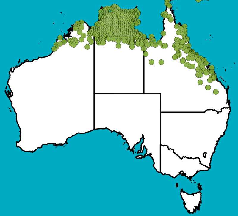 Distribution Map | Grewia retusifolia | Queensland Native Seeds