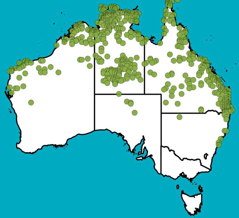 Distribution Map | Erythrina vespertilio | Queensland Native Seeds