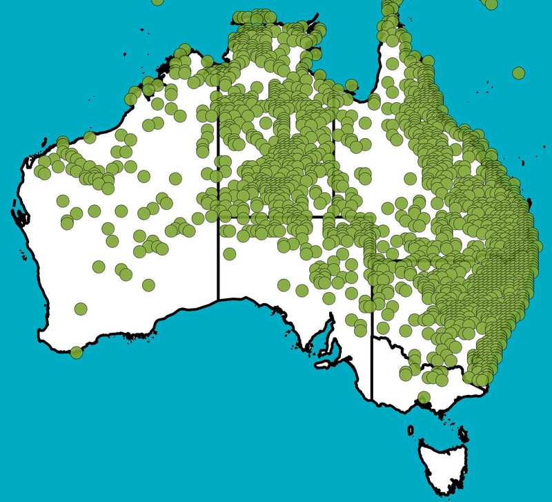 Distribution Map | Fimbristylis dichotoma | Queensland Native Seeds