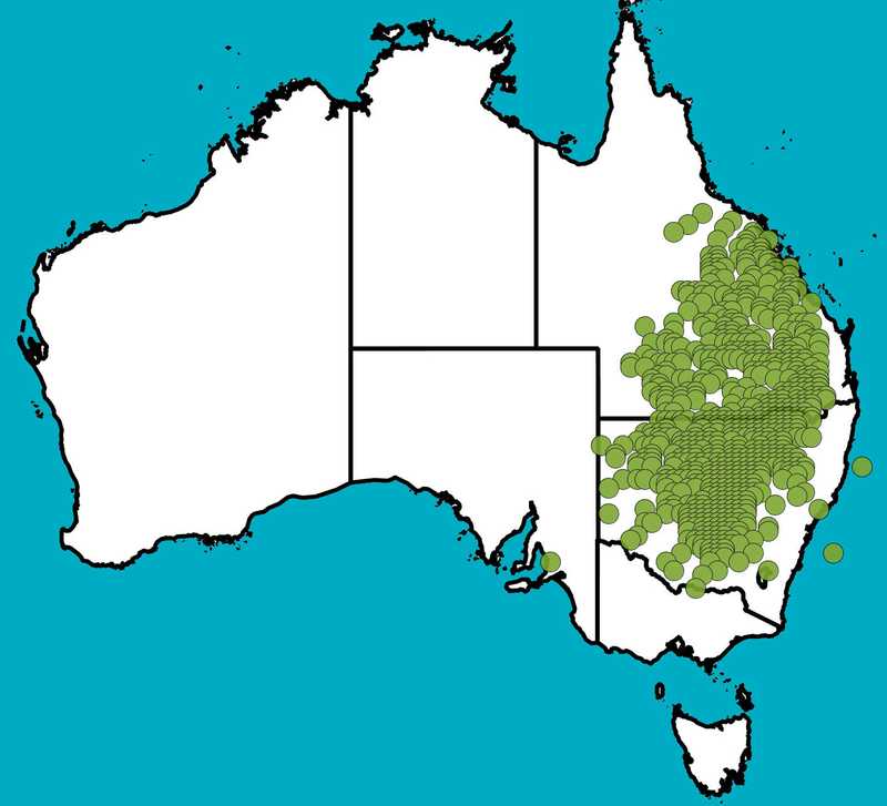 Distribution Map | Eucalyptus populnea | Queensland Native Seeds