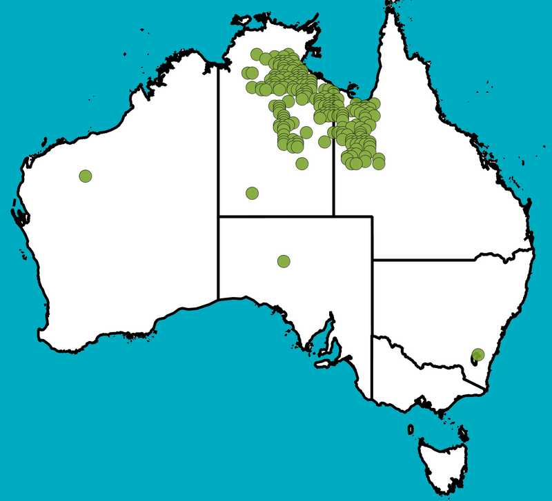 Distribution Map | Eucalyptus leucophloia subsp. euroa | Queensland Native Seeds