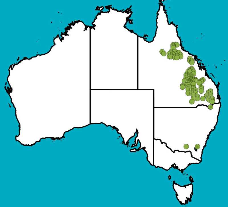 Distribution Map | Eucalyptus orgadophila | Queensland Native Seeds