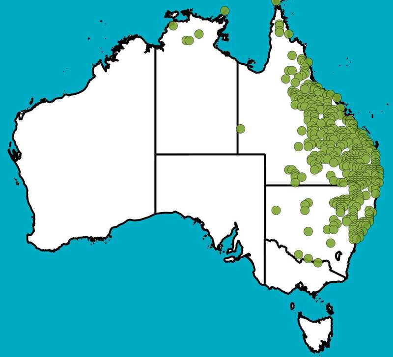 Distribution Map | Eragrostis sororia | Queensland Native Seeds
