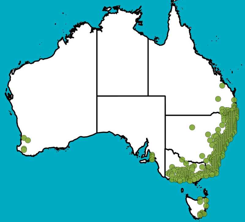 Distribution Map | Acacia floribunda | Queensland Native Seeds