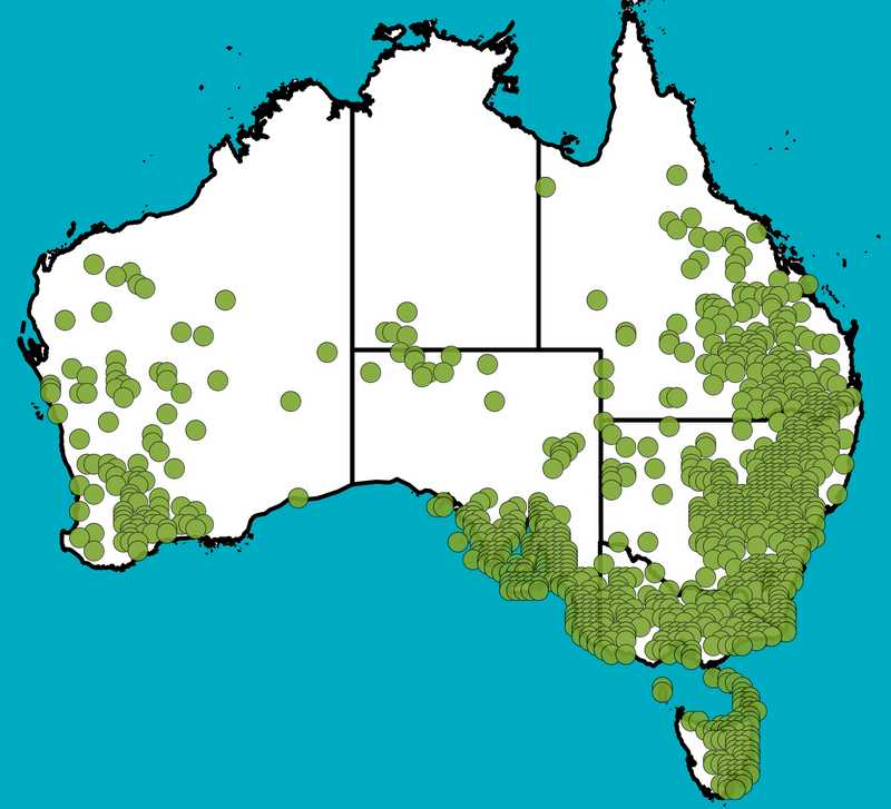 Distribution Map | Dodonaea viscosa subsp. spatulata | Queensland Native Seeds
