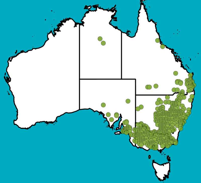 Distribution Map | Dodonaea viscosa subsp. cuneata | Queensland Native Seeds