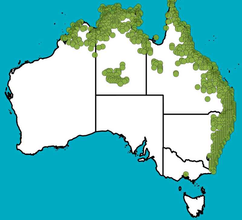 Distribution Map | Trema tomentosa | Queensland Native Seeds