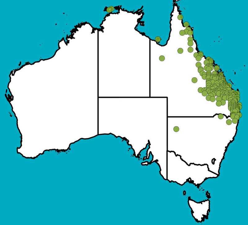 Distribution Map | Grewia latifolia | Queensland Native Seeds