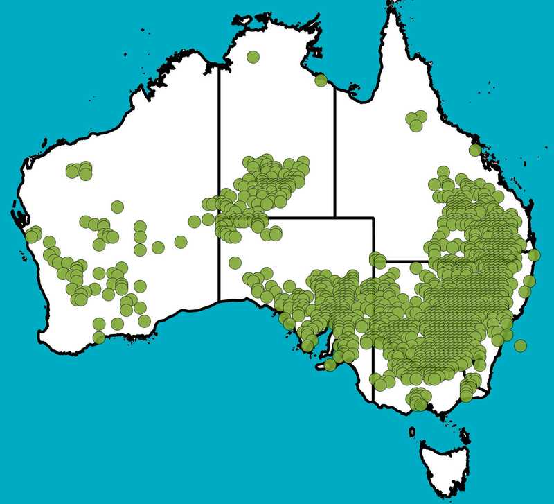 Distribution Map | Callitris glaucophylla | Queensland Native Seeds