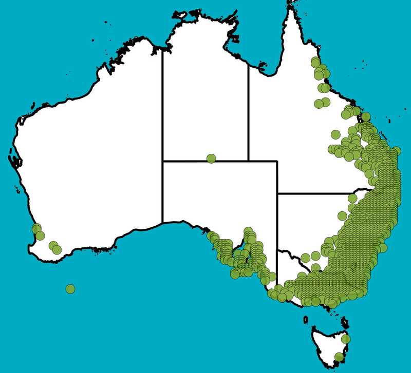 Distribution Map | Hardenbergia violacea | Queensland Native Seeds