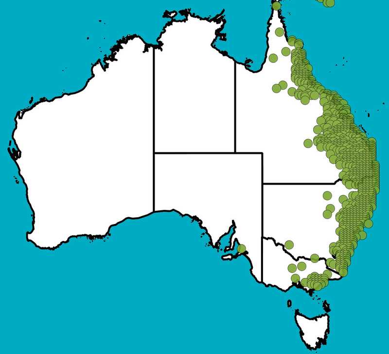 Distribution Map | Eucalyptus tereticornis | Queensland Native Seeds