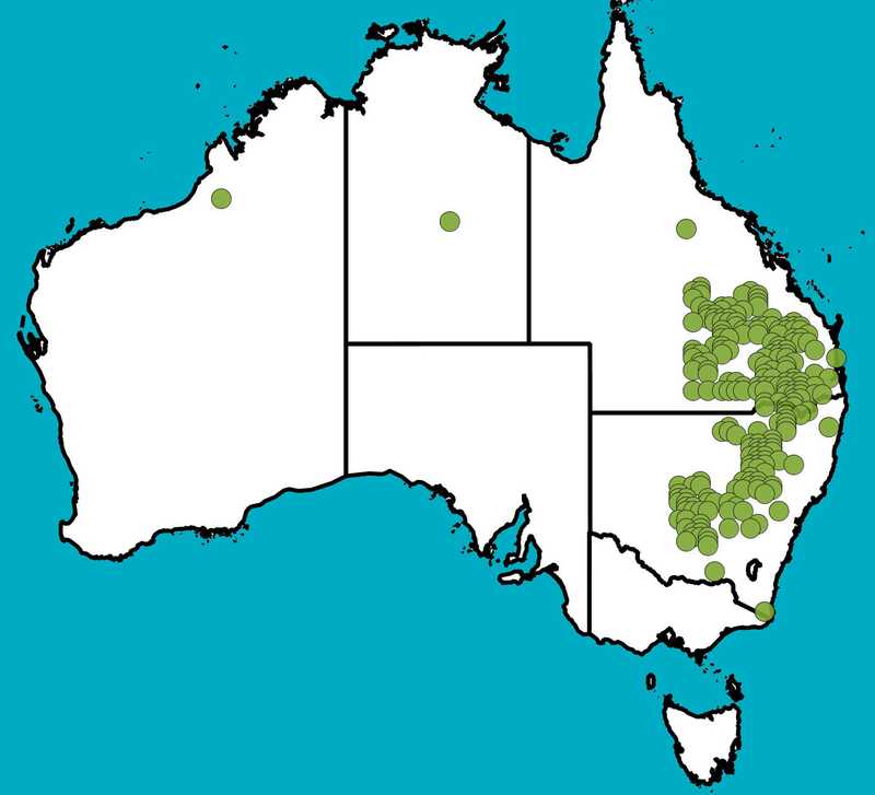 Distribution Map | Dodonaea peduncularis | Queensland Native Seeds
