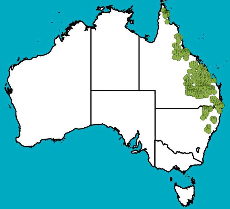 Distribution Map | Hovea longipes | Queensland Native Seeds