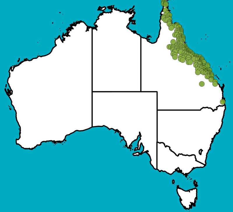 Distribution Map | Eucalyptus platyphylla | Queensland Native Seeds