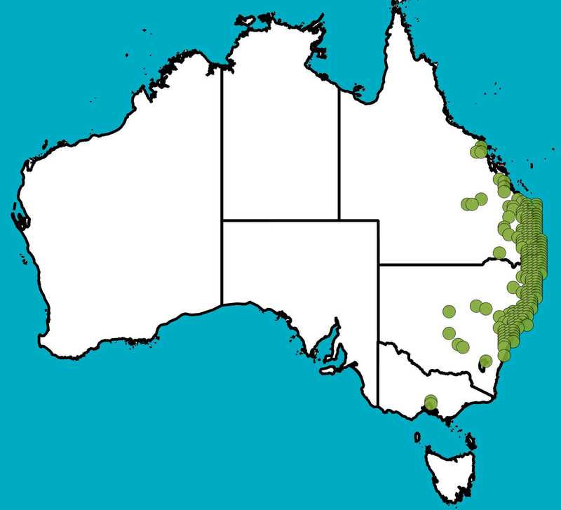Distribution Map | Eucalyptus siderophloia | Queensland Native Seeds