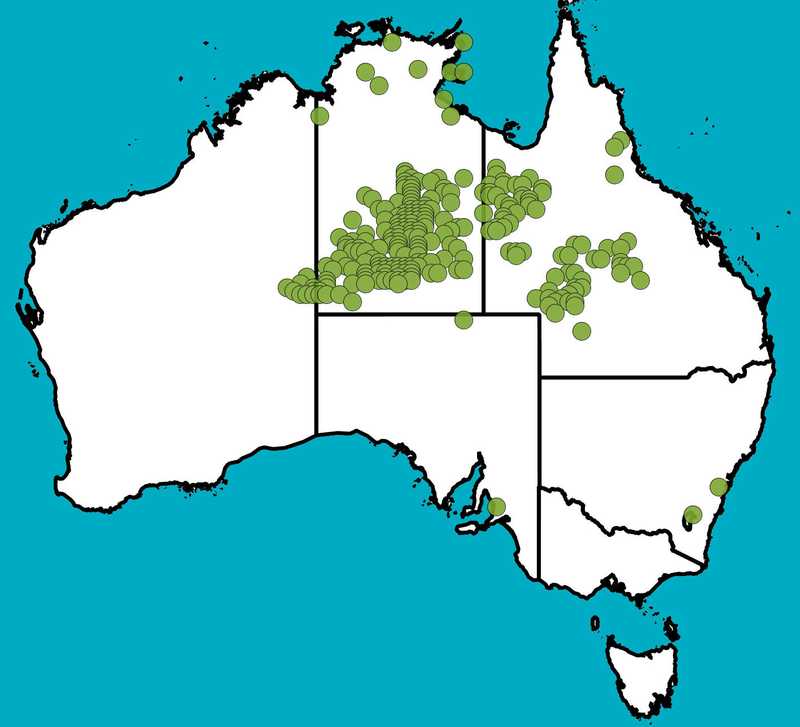 Distribution Map | Corymbia aparrerinja | Queensland Native Seeds