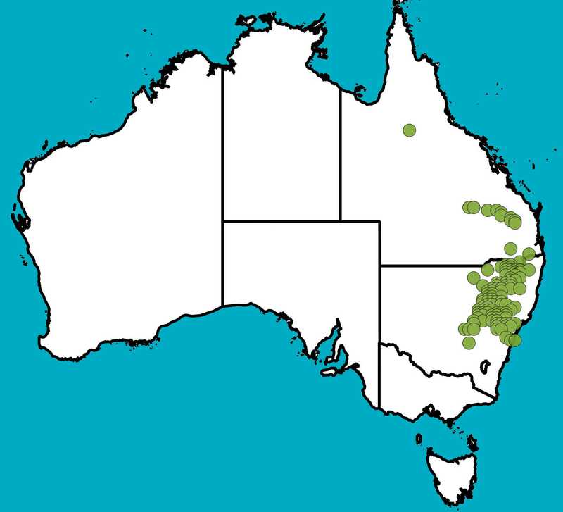 Distribution Map | Hovea apiculata | Queensland Native Seeds