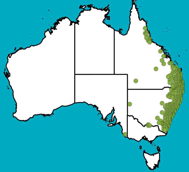 Distribution Map | Acacia falcata | Queensland Native Seeds
