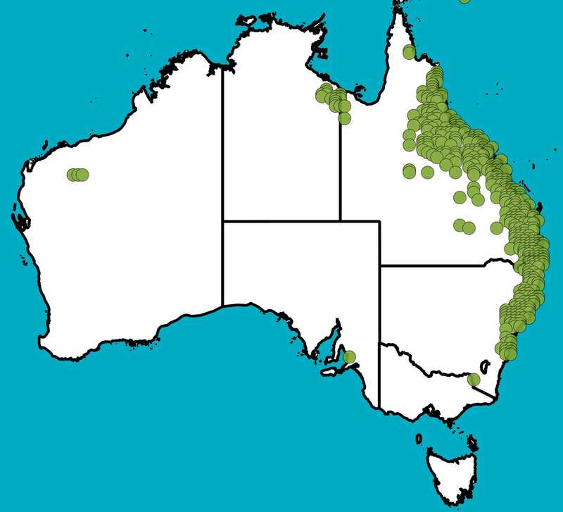 Distribution Map | Geijera salicifolia | Queensland Native Seeds