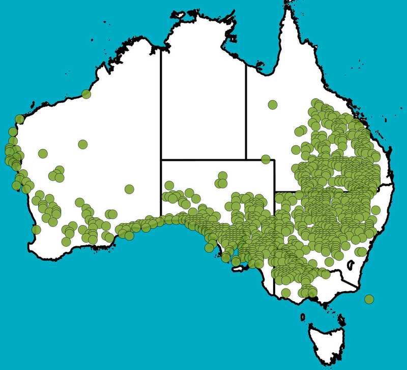 Distribution Map | Eremophila desertii | Queensland Native Seeds
