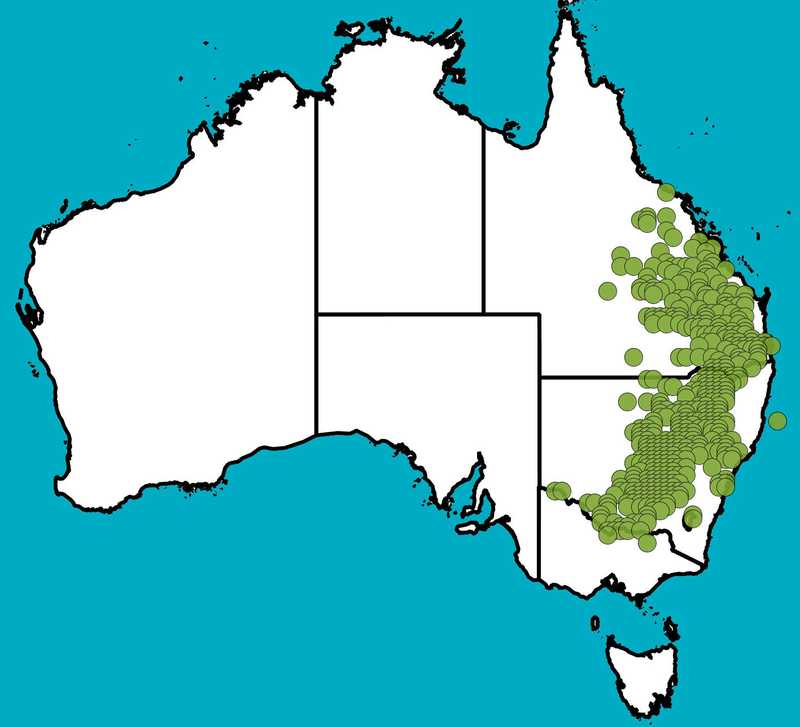 Distribution Map | Maireana microphylla | Queensland Native Seeds