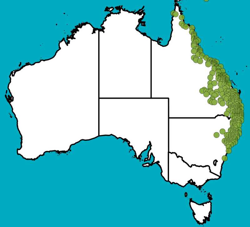 Distribution Map | Jasminum simplicifolium subsp. australiense | Queensland Native Seeds