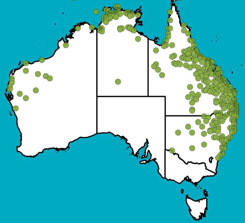 Distribution Map | Eriochloa procera | Queensland Native Seeds
