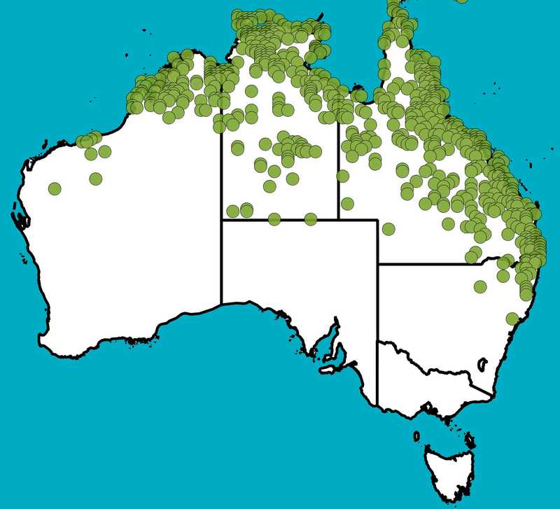 Distribution Map | Indigofera hirsuta | Queensland Native Seeds