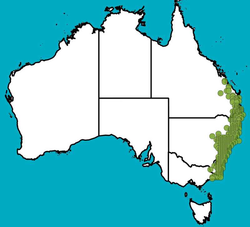 Distribution Map | Podolobium ilicifolium | Queensland Native Seeds