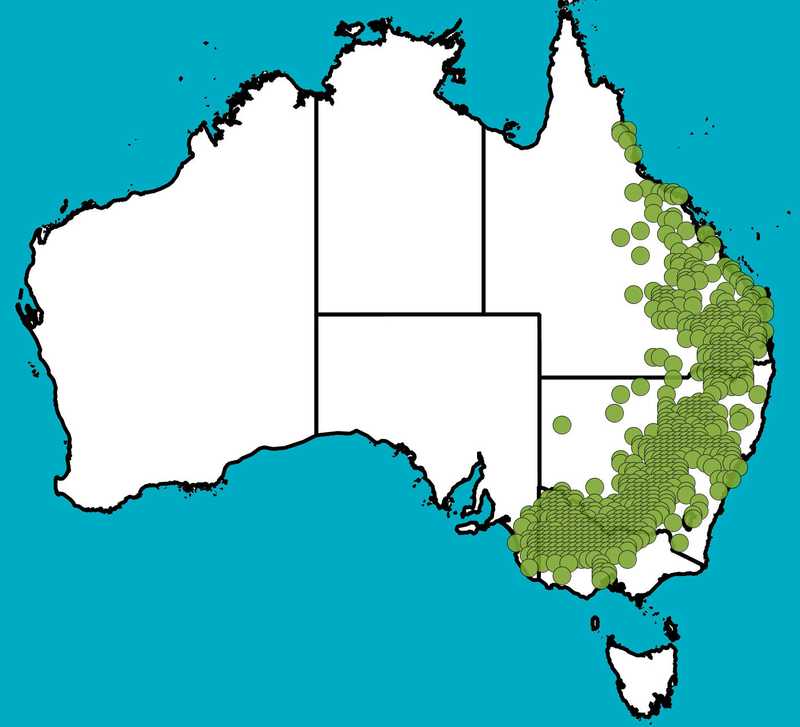 Distribution Map | Allocasuarina leuhmannii | Queensland Native Seeds
