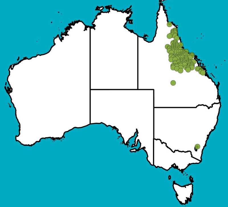 Distribution Map | Eucalyptus persistens | Queensland Native Seeds